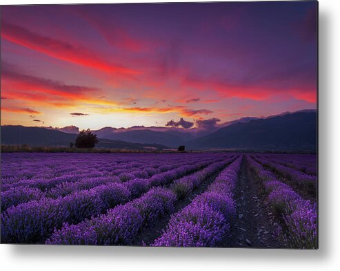 Dusk Metal Print featuring the photograph Lavender Season by Evgeni Dinev