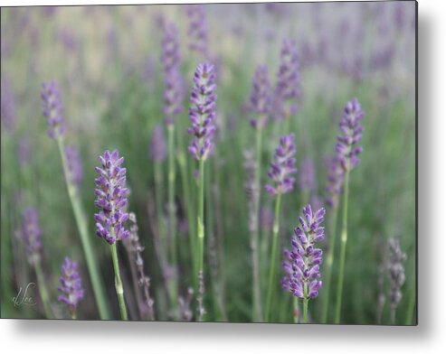 Lavender Metal Print featuring the photograph Lavender Wisdom by D Lee