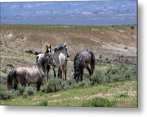 Wild Stallions Metal Print featuring the photograph Leaders on the Hill by Jim Garrison