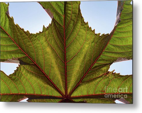 Leaf Metal Print featuring the photograph Green leaf and its pink veins by Adriana Mueller