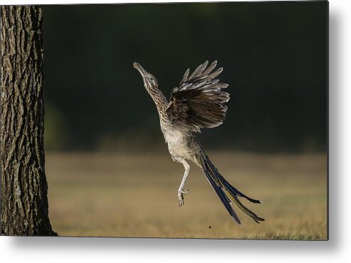 Greater Roadrunner Metal Print featuring the photograph Leaping to feed by Puttaswamy Ravishankar