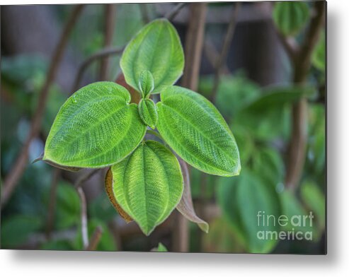 Leaves Metal Print featuring the photograph Leaves of Princess Flower by Eva Lechner