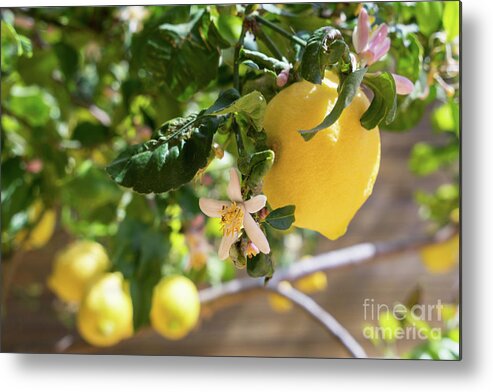 Lemon Tree Metal Print featuring the photograph Lemon blossoms and lovely lemon in the Mediterranean garden by Adriana Mueller