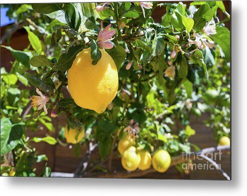 Lemon Tree Metal Print featuring the photograph Blooming lemon tree in the Mediterranean garden by Adriana Mueller