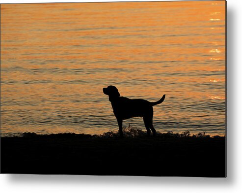 Dog Metal Print featuring the photograph Levi Dog Silhouette on the Beach by Denise Kopko