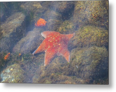 Ocean Metal Print featuring the photograph Life Will Find A Way by Bill Cubitt