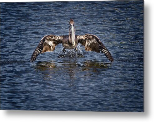 Brown Pelican Metal Print featuring the photograph Liftoff by Ronald Lutz