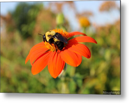 Flower Metal Print featuring the photograph Liftoff by Ryan Dougherty
