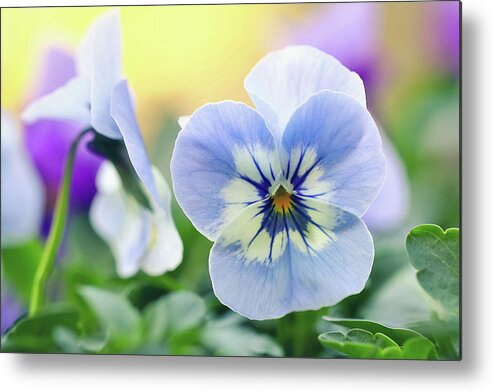 Pansy Metal Print featuring the photograph Light Blue Pansy by Maria Meester