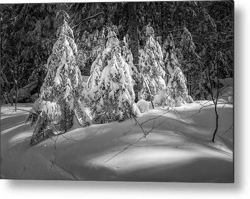 New Hampshire Metal Print featuring the photograph Light In The Winter Wood by Jeff Sinon