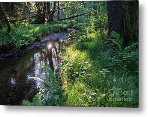 Forest Metal Print featuring the photograph Relaxing ambience on the river bank by Adriana Mueller