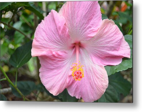 Flower Metal Print featuring the photograph Light Pink Hibiscus 2 by Amy Fose