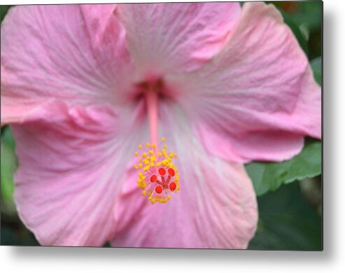 Flower Metal Print featuring the photograph Light Pink Hibiscus 3 by Amy Fose