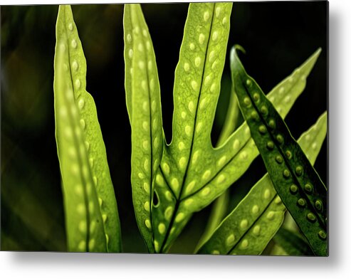 Ferns Metal Print featuring the photograph Light Reveals All by Heidi Fickinger