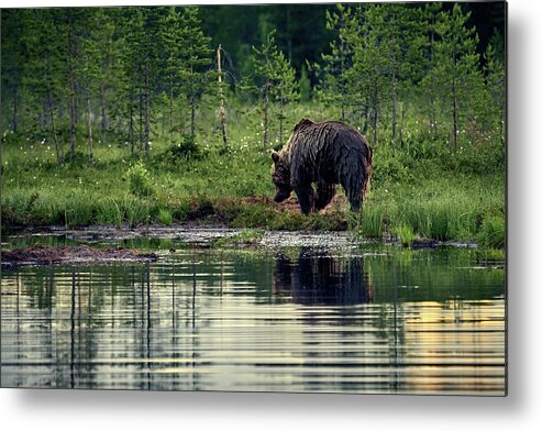 Boreal Wildlife Center Metal Print featuring the photograph Like a wet bear. Brown bear. by Jouko Lehto