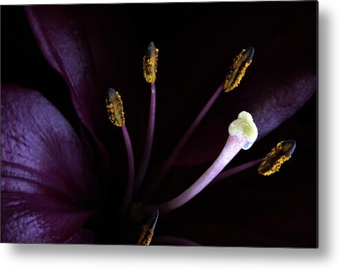 Botanica Metal Print featuring the photograph Lily 3684 by Julie Powell