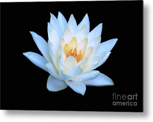 Water Lily; Water Lilies; Lily; Lilies; Flowers; Flower; Floral; Flora; Yellow; White Water Lily; White Flowers; Black; Photography; Painting; Simple; Decorative; Décor; Macro; Close-up Metal Print featuring the photograph Lily Glow by Tina Uihlein