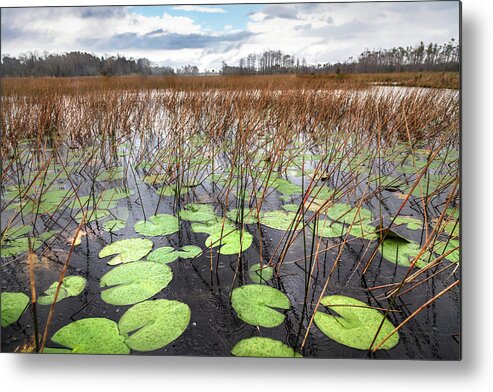 Clouds Metal Print featuring the photograph Lilypads Floating in the Rain by Debra and Dave Vanderlaan
