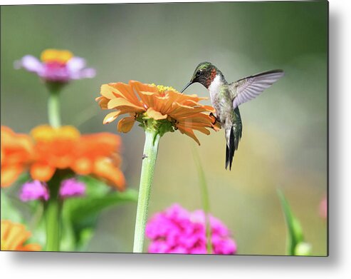 Ruby Throated Hummingbird Metal Print featuring the photograph Little Bird Big Appetite by Linda Shannon Morgan