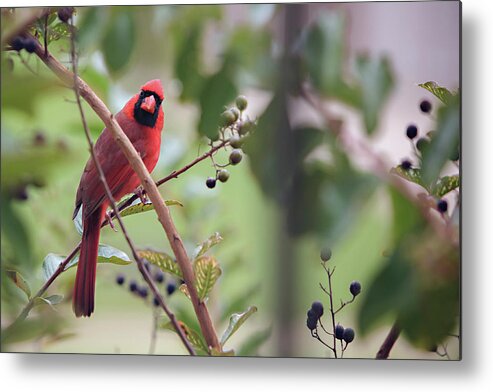 Cardinal Metal Print featuring the photograph Little Red Bird by Carolyn Ann Ryan