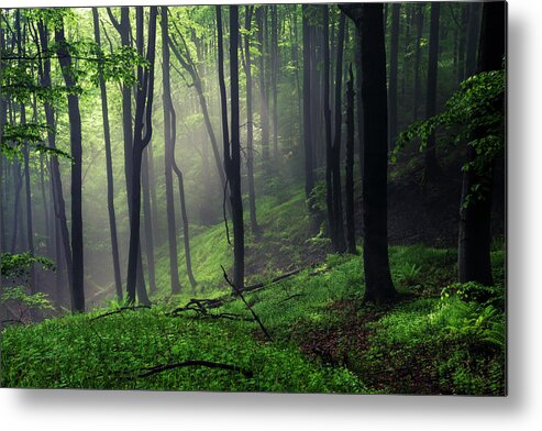 Mist Metal Print featuring the photograph Living Forest by Evgeni Dinev