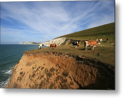 Grass Metal Print featuring the photograph Living on the edge - Stunt Cows on the cliffs by s0ulsurfing - Jason Swain