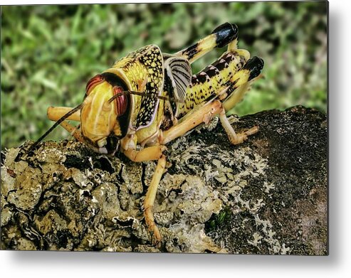 Insect Metal Print featuring the photograph Locust by James Lamb Photo