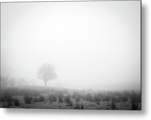 Misty Metal Print featuring the photograph Lone Tree by Nigel R Bell