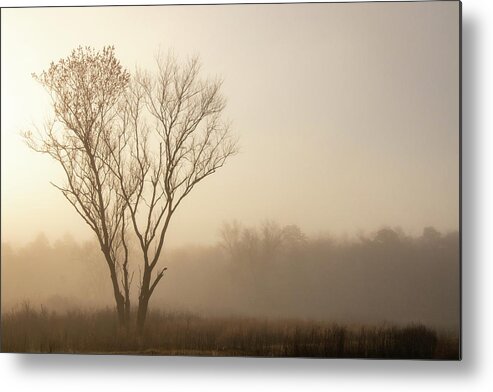 Misty Metal Print featuring the photograph Lone Tree On A Foggy Morning by Kristia Adams