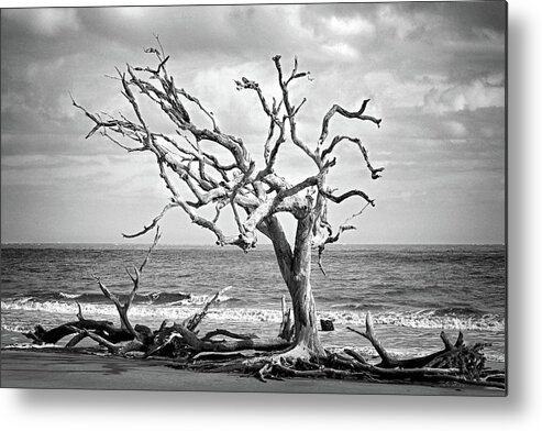Driftwood Beach Metal Print featuring the photograph Lone Tree on Jekyll Island's Driftwood Beach 113 by Bill Swartwout