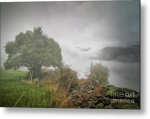 Trees Metal Print featuring the photograph Lone tree by Thomas Nay
