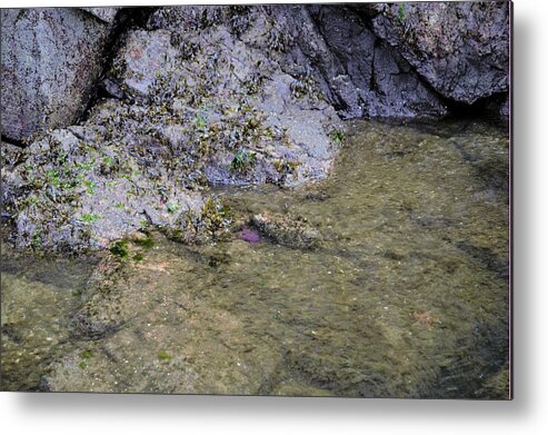 Starfish Metal Print featuring the photograph Lonely Star Fish by James Cousineau
