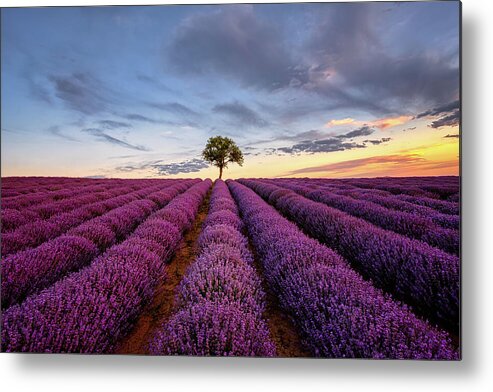 Lavender Metal Print featuring the photograph Lonely Tree in a Lavender Field at Sunset by Alexios Ntounas