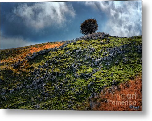 Autumn Metal Print featuring the photograph Lonely tree by The P