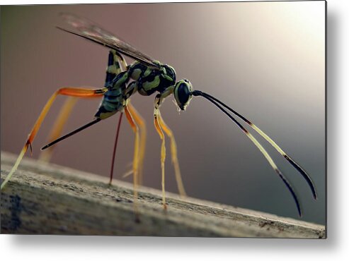 Insects Metal Print featuring the photograph Long Legged Alien by Jennifer Robin