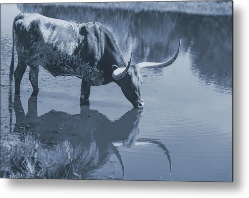 Texas Longhorns Wall Art Metal Print featuring the photograph Longhorn Cow In Water Print In Black And White by Cathy Valle