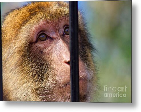 Monkey Metal Print featuring the photograph Longing by Yvonne M Smith