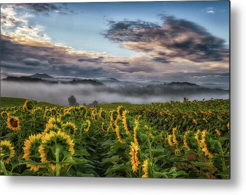 Sunflowers Metal Print featuring the photograph Looking for the Sun by Tricia Louque