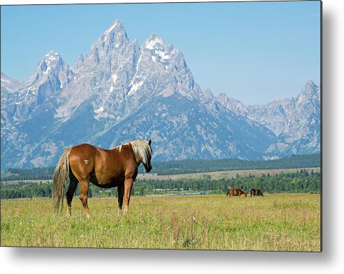 Grand Tetons Metal Print featuring the photograph Looking to the Grand Tetons by Bruce Gourley