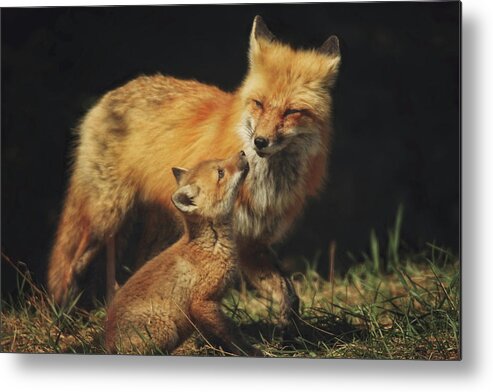 Red Fox Metal Print featuring the photograph Looking up to Mommy by Carrie Ann Grippo-Pike