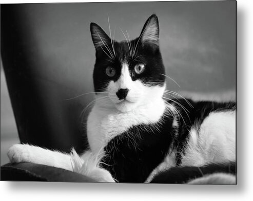 Cat Metal Print featuring the photograph Lord of the Manor bw by Bonnie Follett