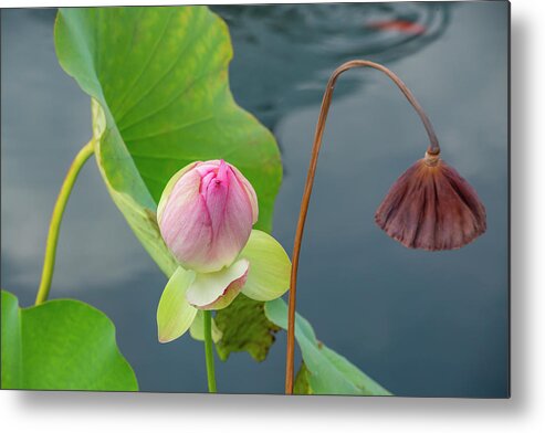 Louts Metal Print featuring the photograph Lotus Bud and Dried Seed Pod by Cate Franklyn