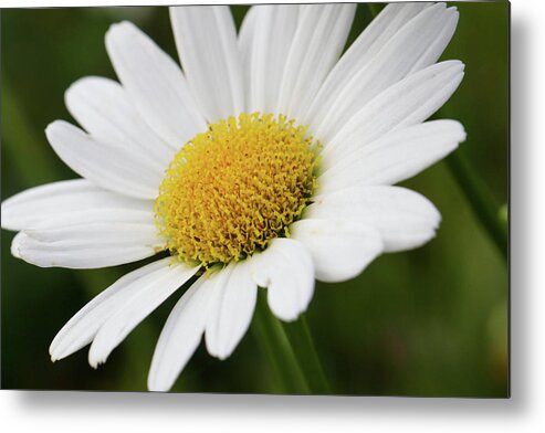 Daisy Metal Print featuring the photograph Loves Me Loves Me Not by Mary Anne Delgado