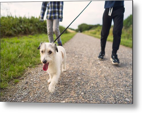 Pets Metal Print featuring the photograph Low angle view of a small dog being walked by his family in a park by Christopher Hopefitch