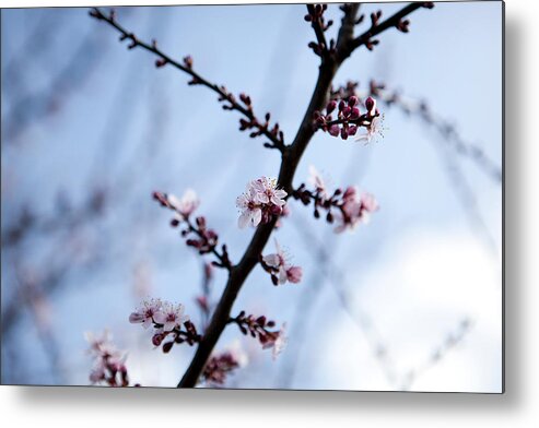 Tranquility Metal Print featuring the photograph Low Angle View Of Cherry Blossom Growing On Tree by Paulien Tabak / EyeEm