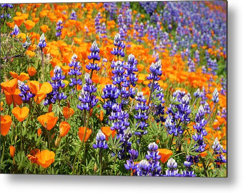 Wildflowers Metal Print featuring the photograph Lupine and California Poppies Wildflowers 15 by Lindsay Thomson