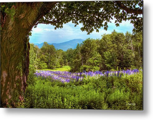 Lupines Metal Print featuring the photograph Lupines in Bloom by Jim Carlen