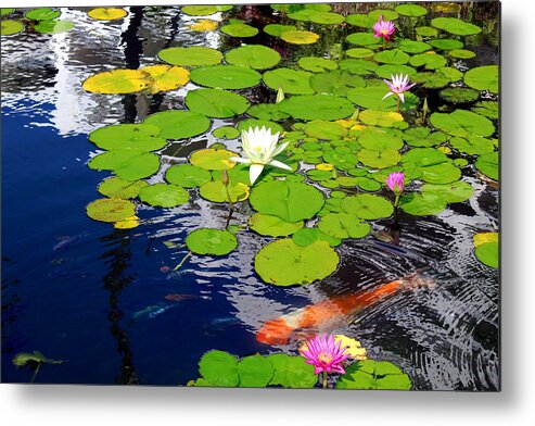 Pond Metal Print featuring the photograph Lurking Beneath the Lillies by Jason Judd