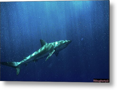 Shark Metal Print featuring the photograph Lurking by Ryan Dougherty