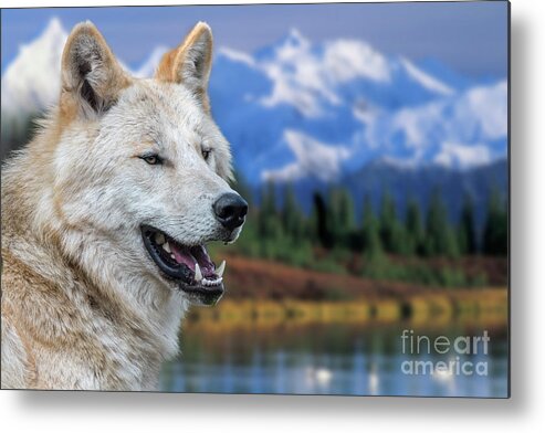 Northwestern Wolf Metal Print featuring the photograph Mackenzie Valley Wolf by Arterra Picture Library